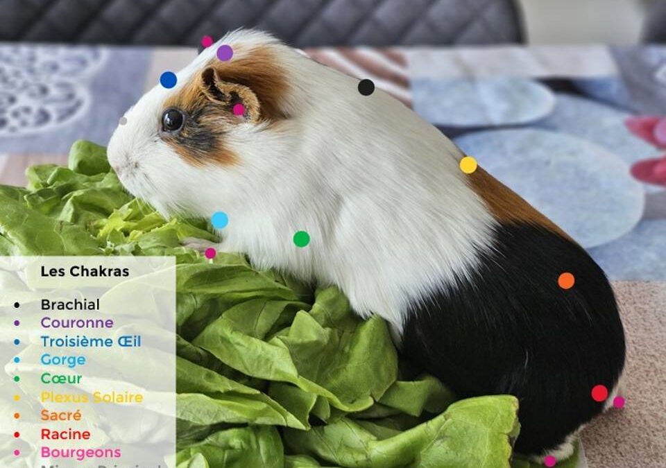 Les chakras des animaux – partie 1/2